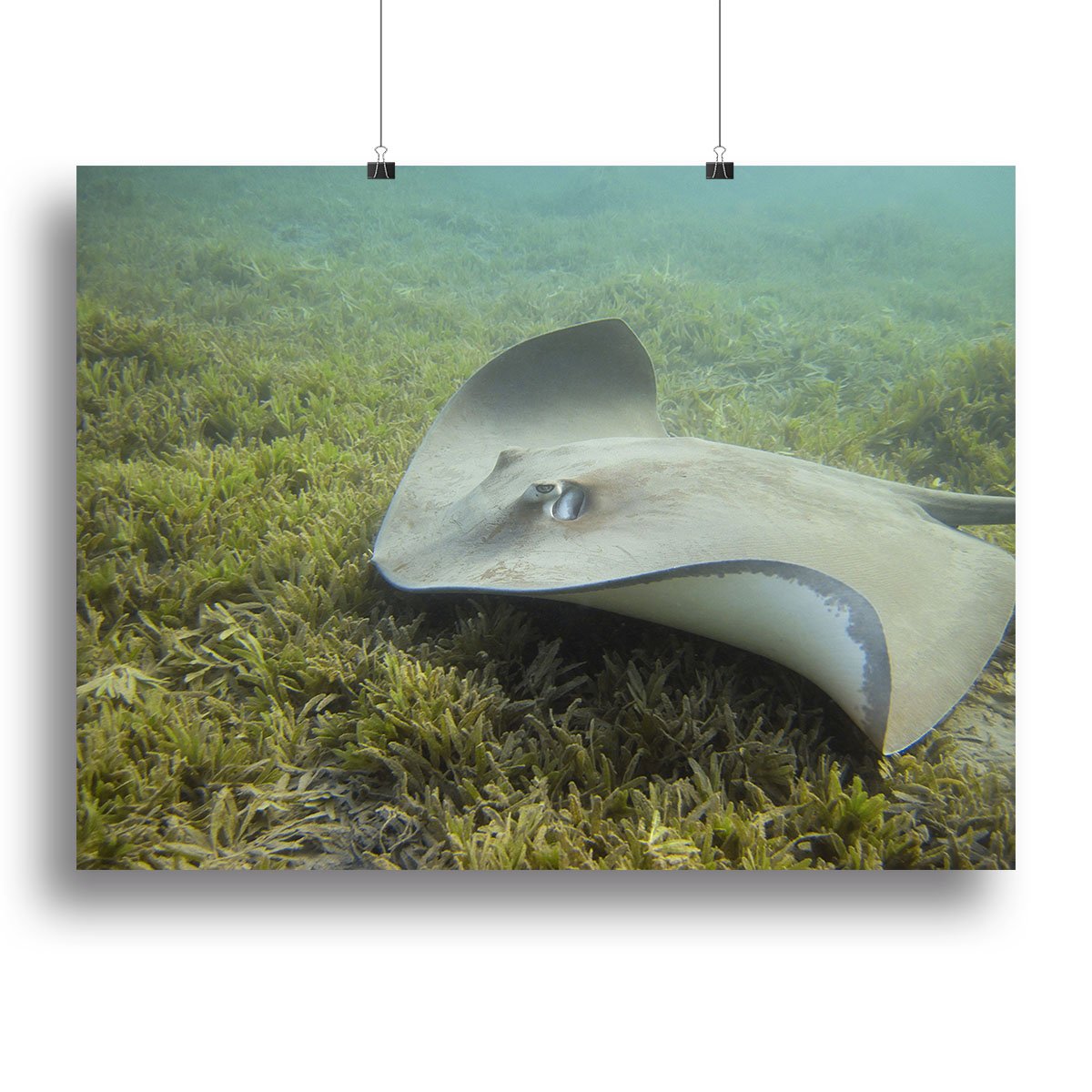 Darkspotted stingray Canvas Print or Poster