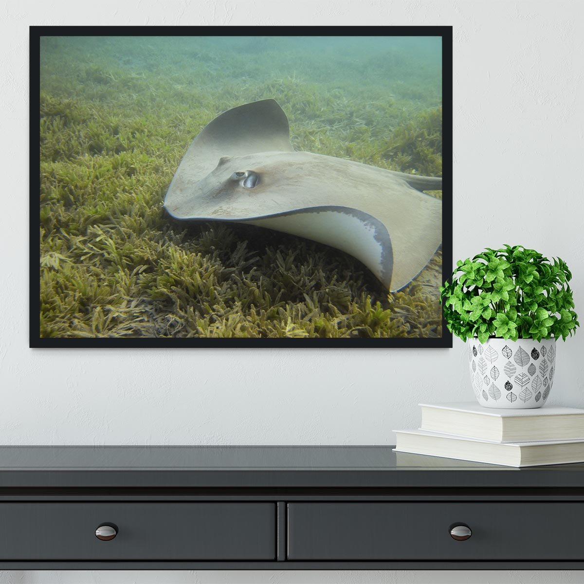 Darkspotted stingray Framed Print - Canvas Art Rocks - 2