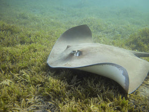 Darkspotted stingray Wall Mural Wallpaper - Canvas Art Rocks - 1