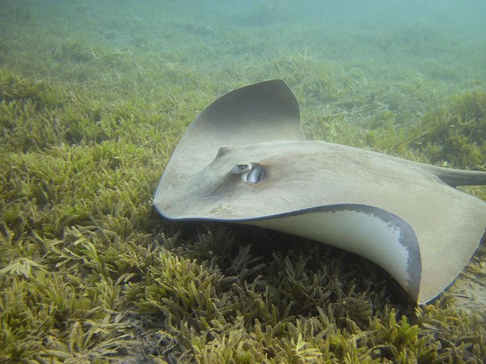 Darkspotted stingray Wall Mural Wallpaper