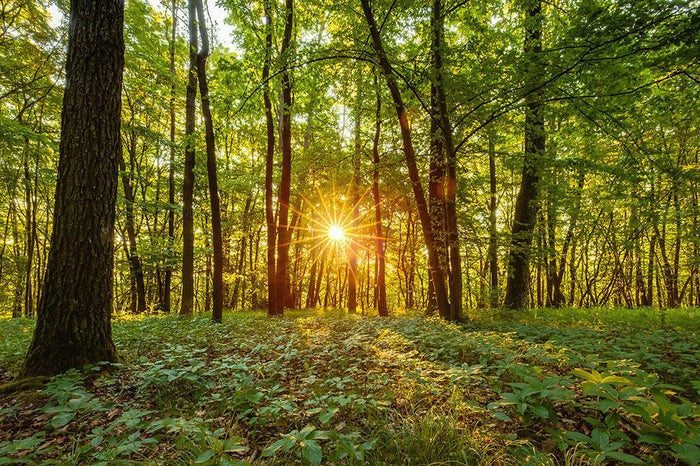 Dawn in the forest of Bavaria Wall Mural Wallpaper