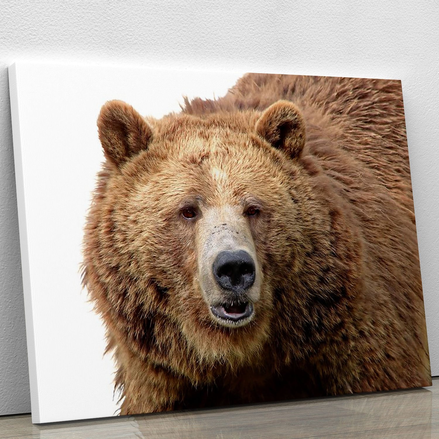 Detailed close-up portrait of a magnificent grizzly brown bear Canvas Print or Poster