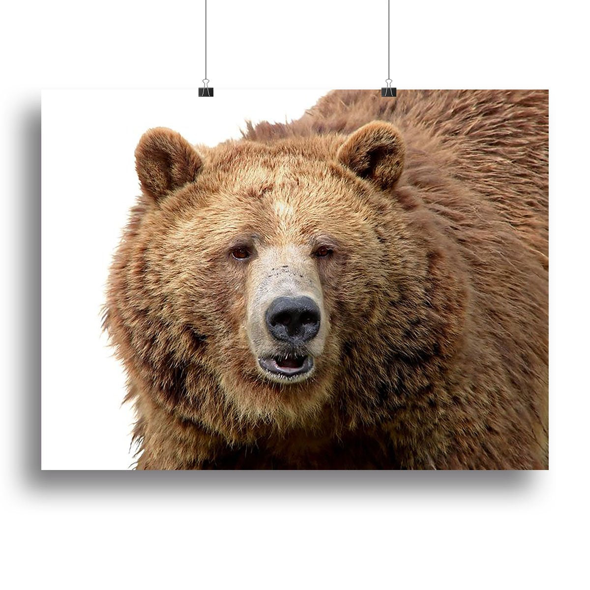 Detailed close-up portrait of a magnificent grizzly brown bear Canvas Print or Poster