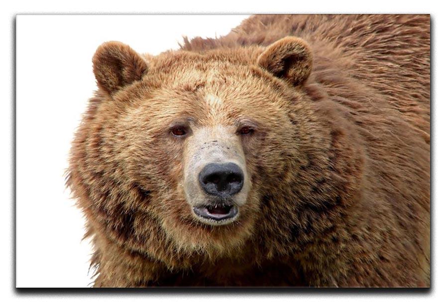 Detailed close-up portrait of a magnificent grizzly brown bear Canvas Print or Poster - Canvas Art Rocks - 1