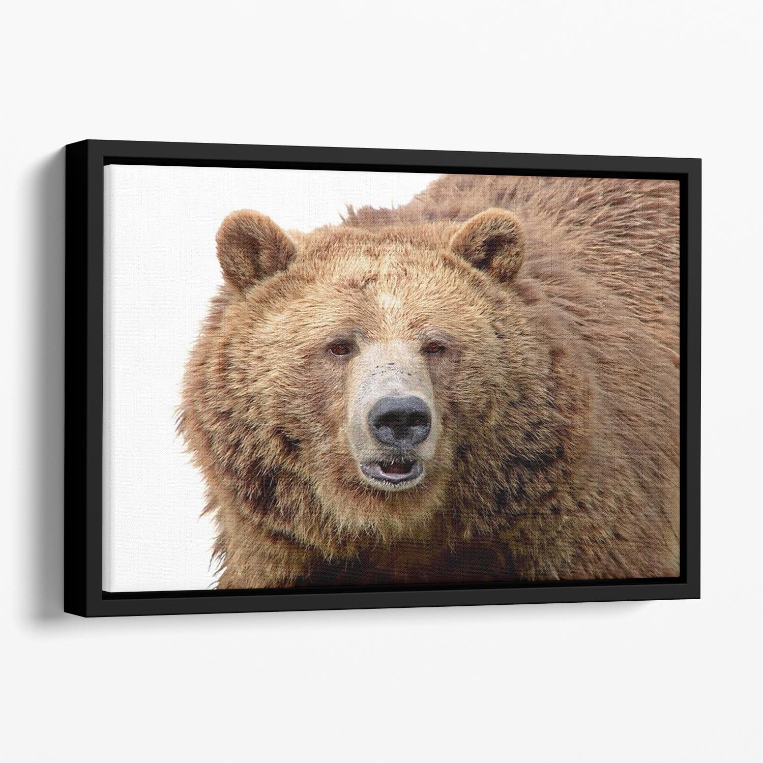 Detailed close-up portrait of a magnificent grizzly brown bear Floating Framed Canvas - Canvas Art Rocks - 1