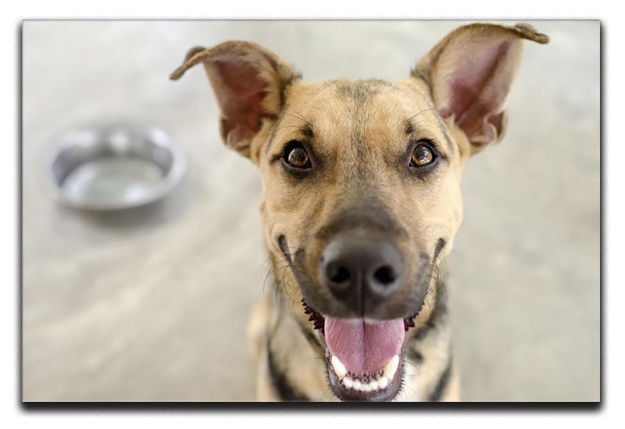 Dog and Bowl Canvas Print or Poster - Canvas Art Rocks - 1