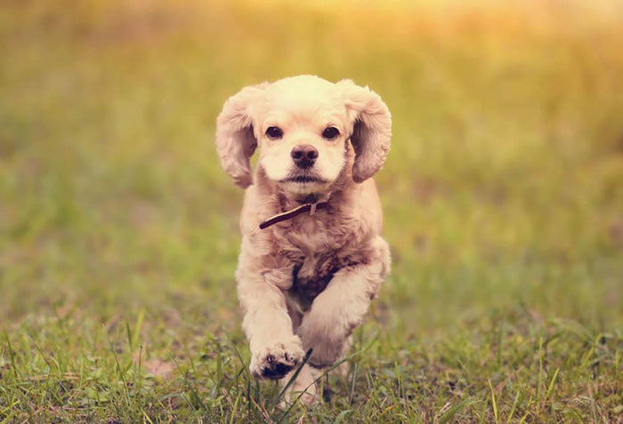 Dog is running at sunset Wall Mural Wallpaper