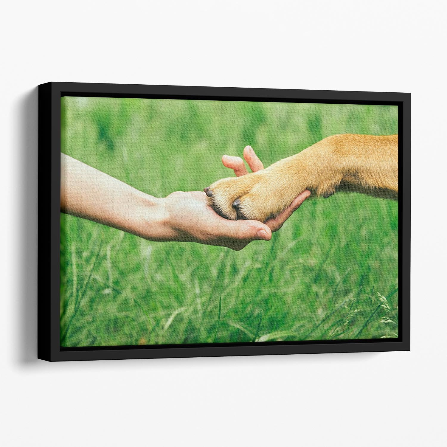 Dog paw and human hand are doing handshake Floating Framed Canvas - Canvas Art Rocks - 1