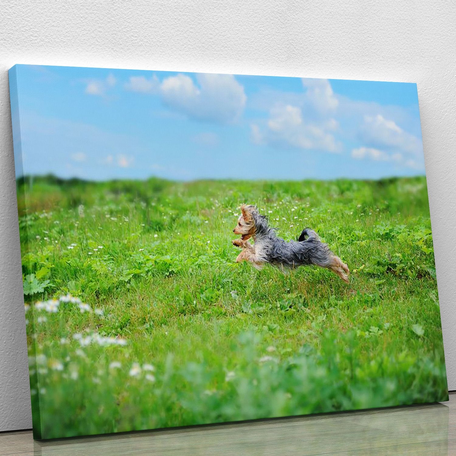 Dog playing in the park Canvas Print or Poster