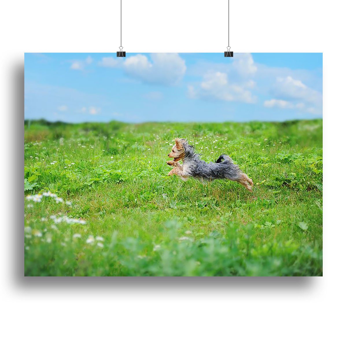 Dog playing in the park Canvas Print or Poster
