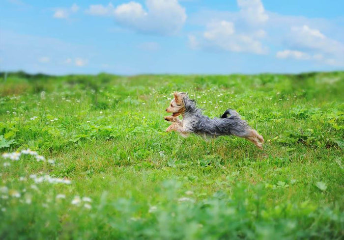 Dog playing in the park Wall Mural Wallpaper