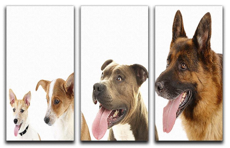 Dogs in row isolated on white 3 Split Panel Canvas Print - Canvas Art Rocks - 1