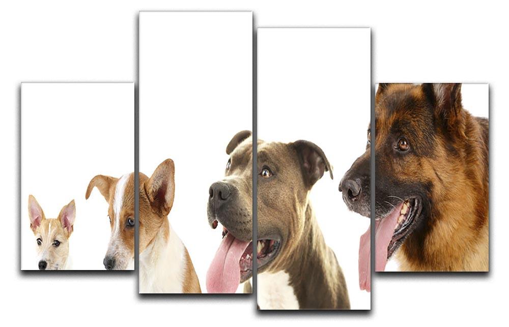 Dogs in row isolated on white 4 Split Panel Canvas - Canvas Art Rocks - 1