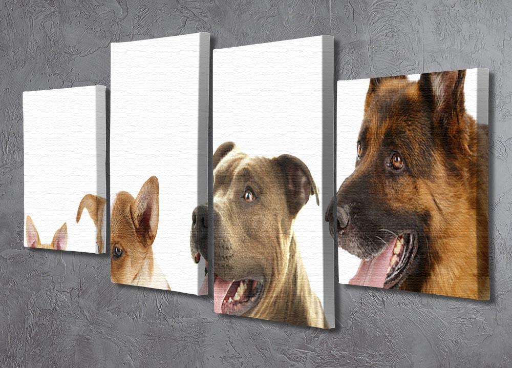 Dogs in row isolated on white 4 Split Panel Canvas - Canvas Art Rocks - 2