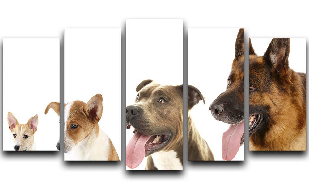 Dogs in row isolated on white 5 Split Panel Canvas - Canvas Art Rocks - 1