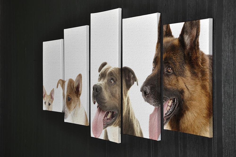 Dogs in row isolated on white 5 Split Panel Canvas - Canvas Art Rocks - 2