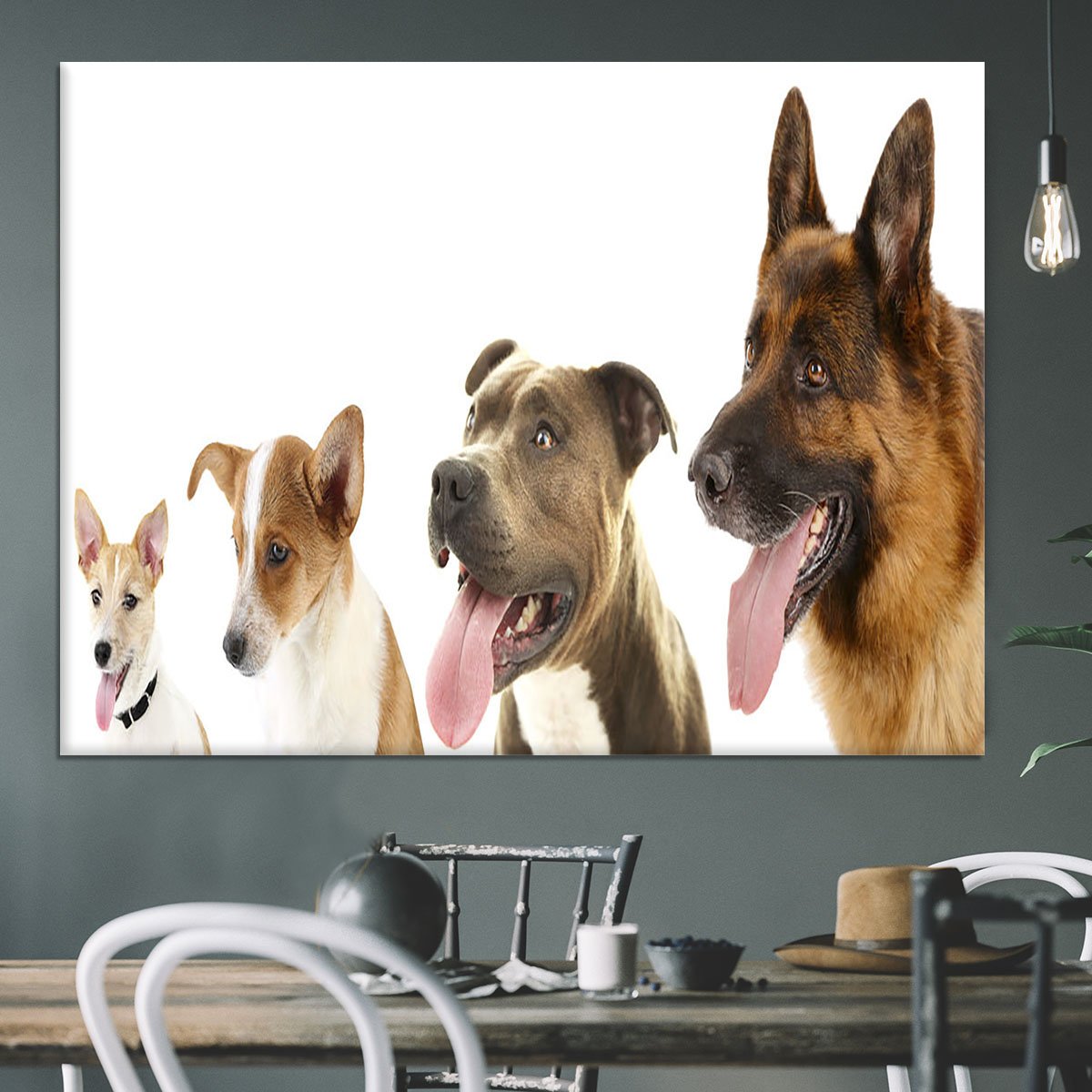 Dogs in row isolated on white Canvas Print or Poster