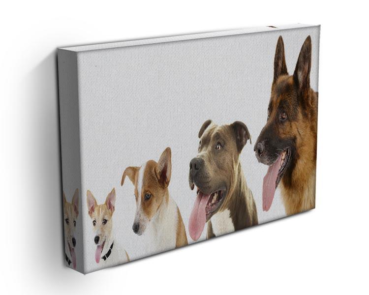 Dogs in row isolated on white Canvas Print or Poster - Canvas Art Rocks - 3