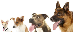 Dogs in row isolated on white Wall Mural Wallpaper - Canvas Art Rocks - 1
