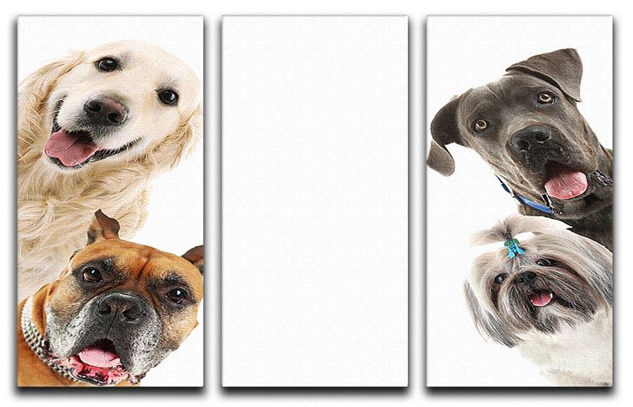 Dogs isolated on white 3 Split Panel Canvas Print - Canvas Art Rocks - 1