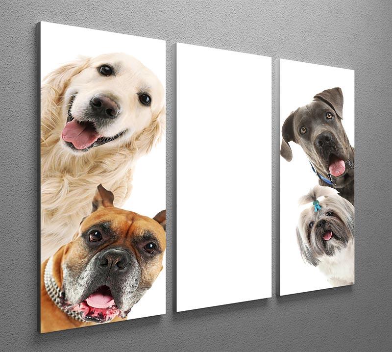 Dogs isolated on white 3 Split Panel Canvas Print - Canvas Art Rocks - 2