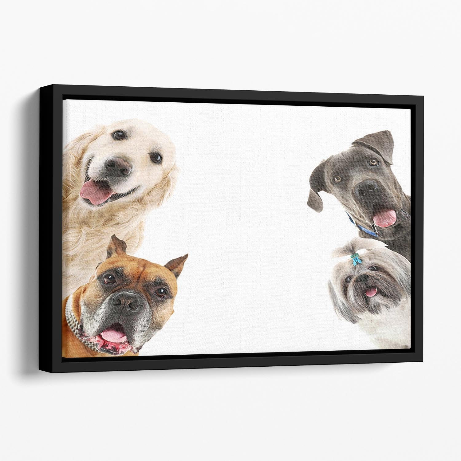Dogs isolated on white Floating Framed Canvas - Canvas Art Rocks - 1