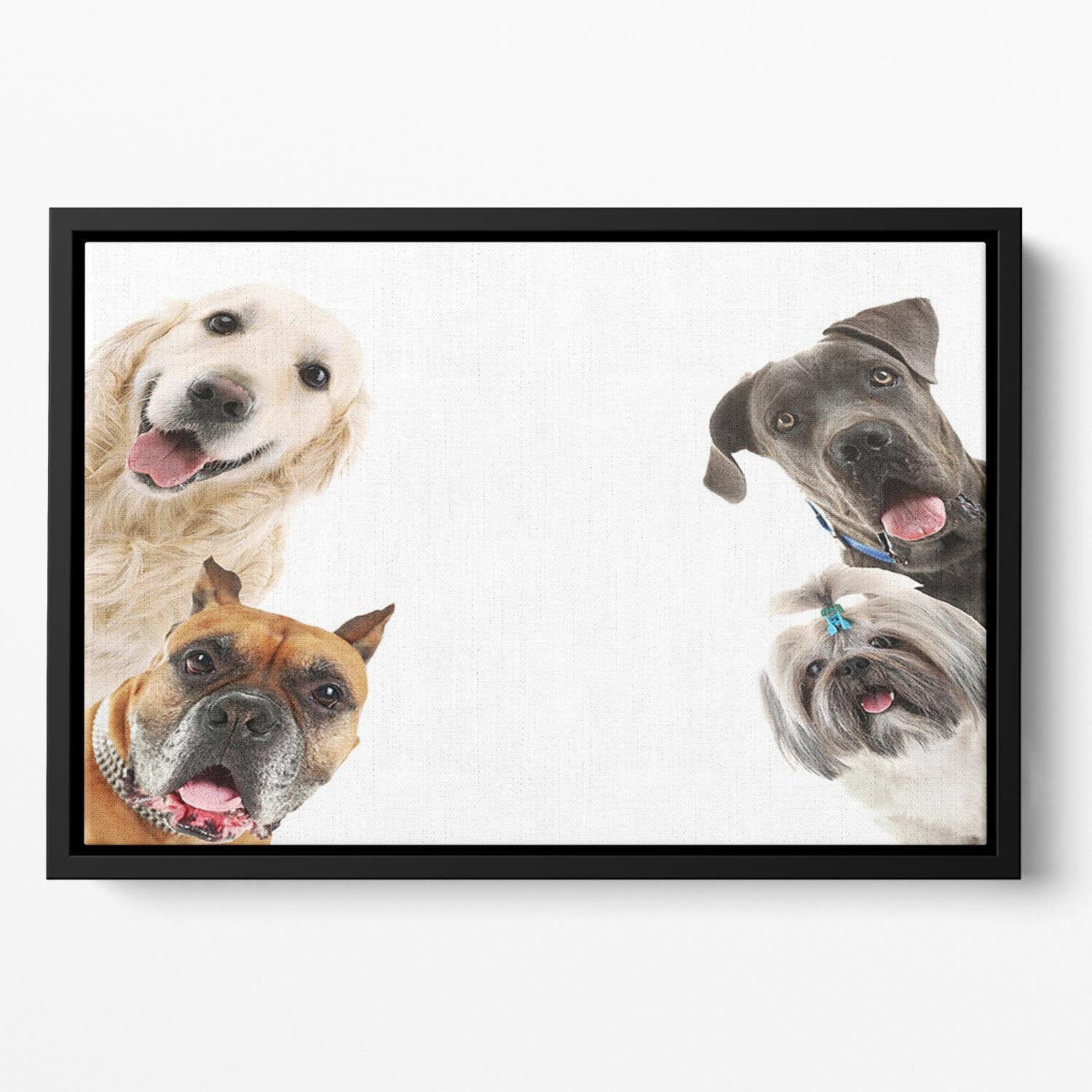 Dogs isolated on white Floating Framed Canvas - Canvas Art Rocks - 2