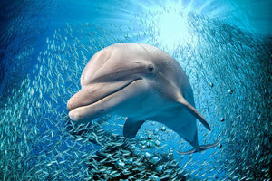 Dolphin underwater on ocean Wall Mural Wallpaper - Canvas Art Rocks - 1