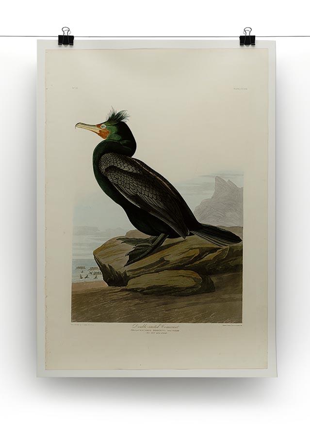 Double crested Cormorant by Audubon Canvas Print or Poster - Canvas Art Rocks - 2
