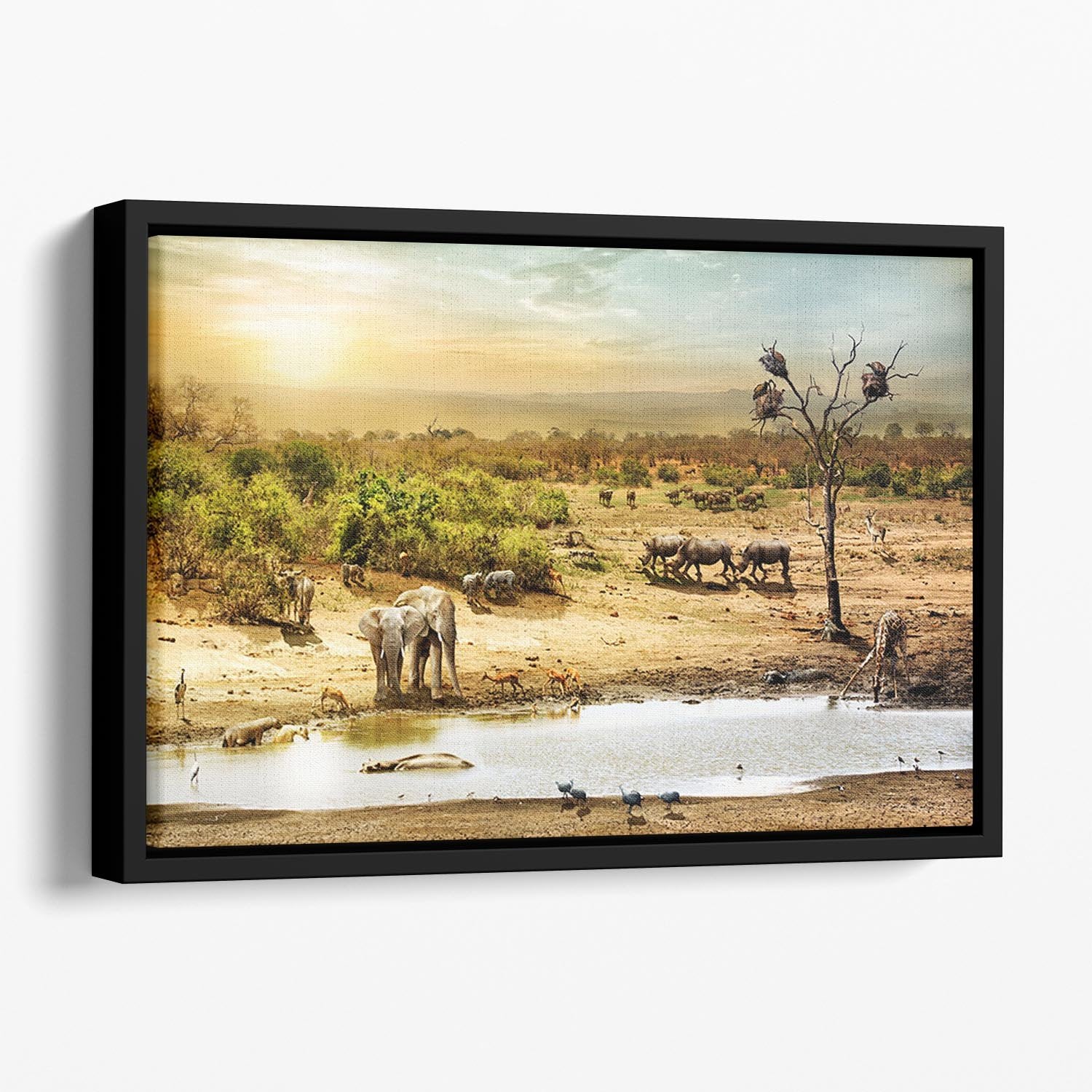 Dreamy scene of common South African safari Floating Framed Canvas - Canvas Art Rocks - 1