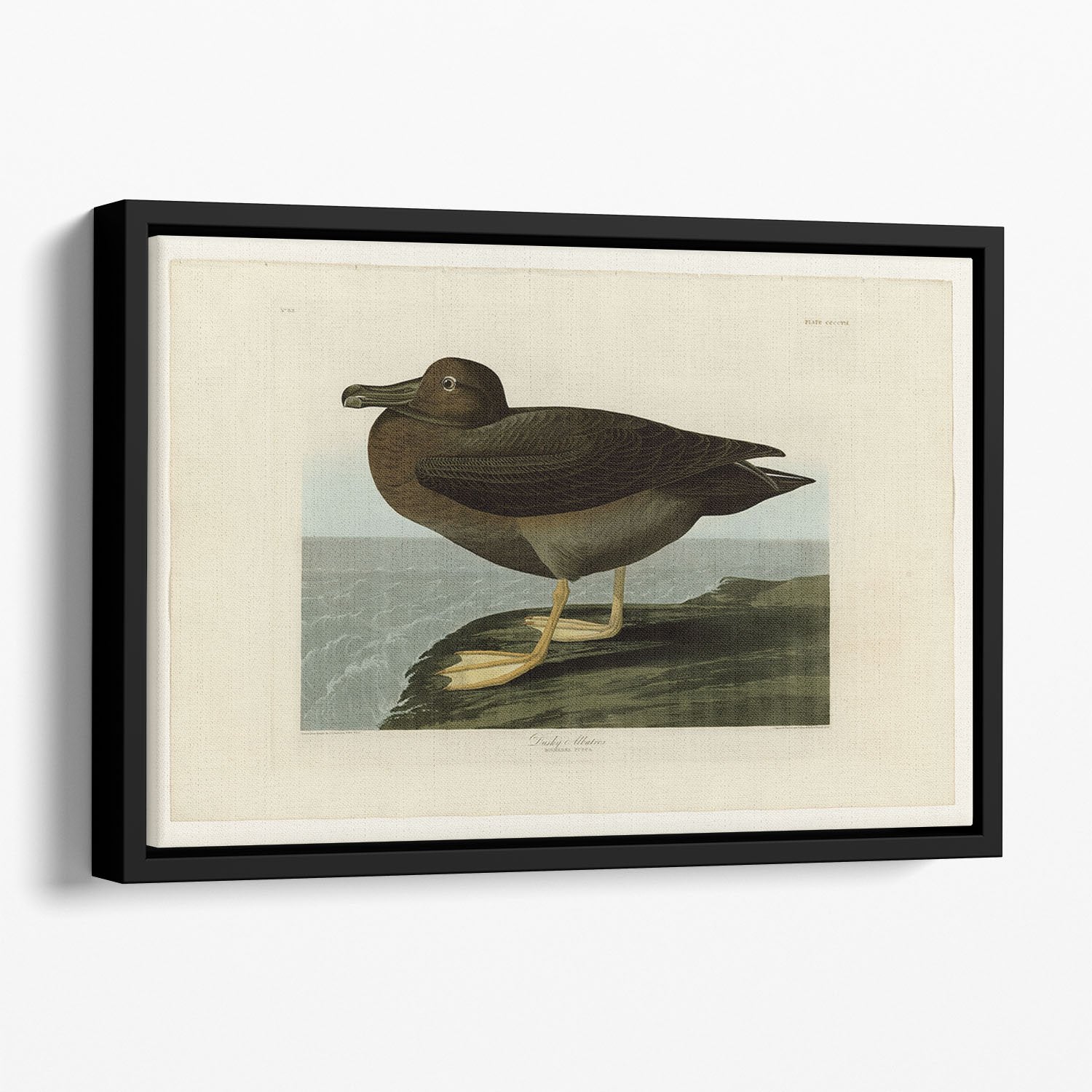 Dusky Albatros by Audubon Floating Framed Canvas