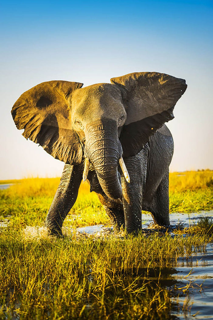 Elephant half wet in sunset light in Africa Wall Mural Wallpaper