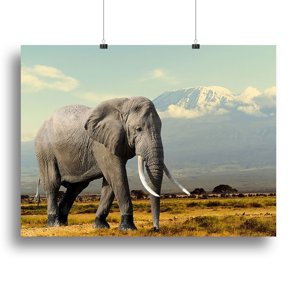 Elephant on Kilimajaro mount Canvas Print or Poster
