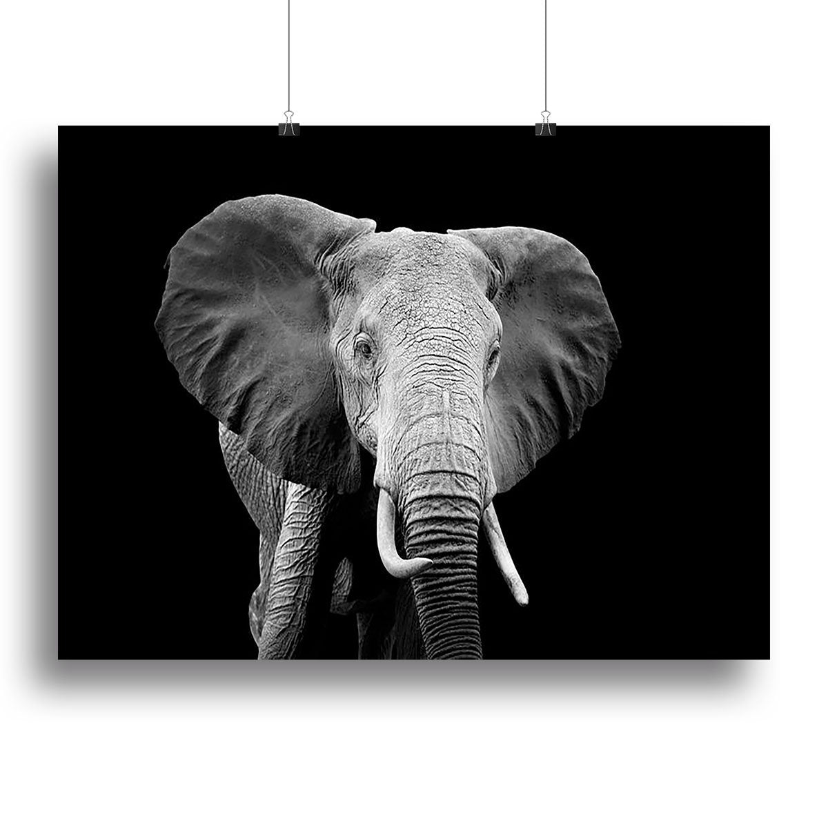 Elephant on dark background. Black and white image Canvas Print or Poster