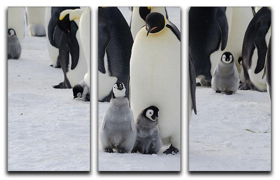 Emperor Penguin Parent and Chicks 3 Split Panel Canvas Print - Canvas Art Rocks - 1