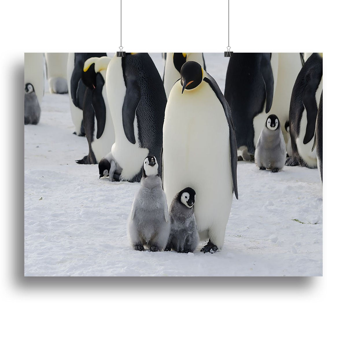 Emperor Penguin Parent and Chicks Canvas Print or Poster