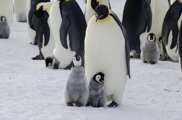 Emperor Penguin Parent and Chicks Wall Mural Wallpaper