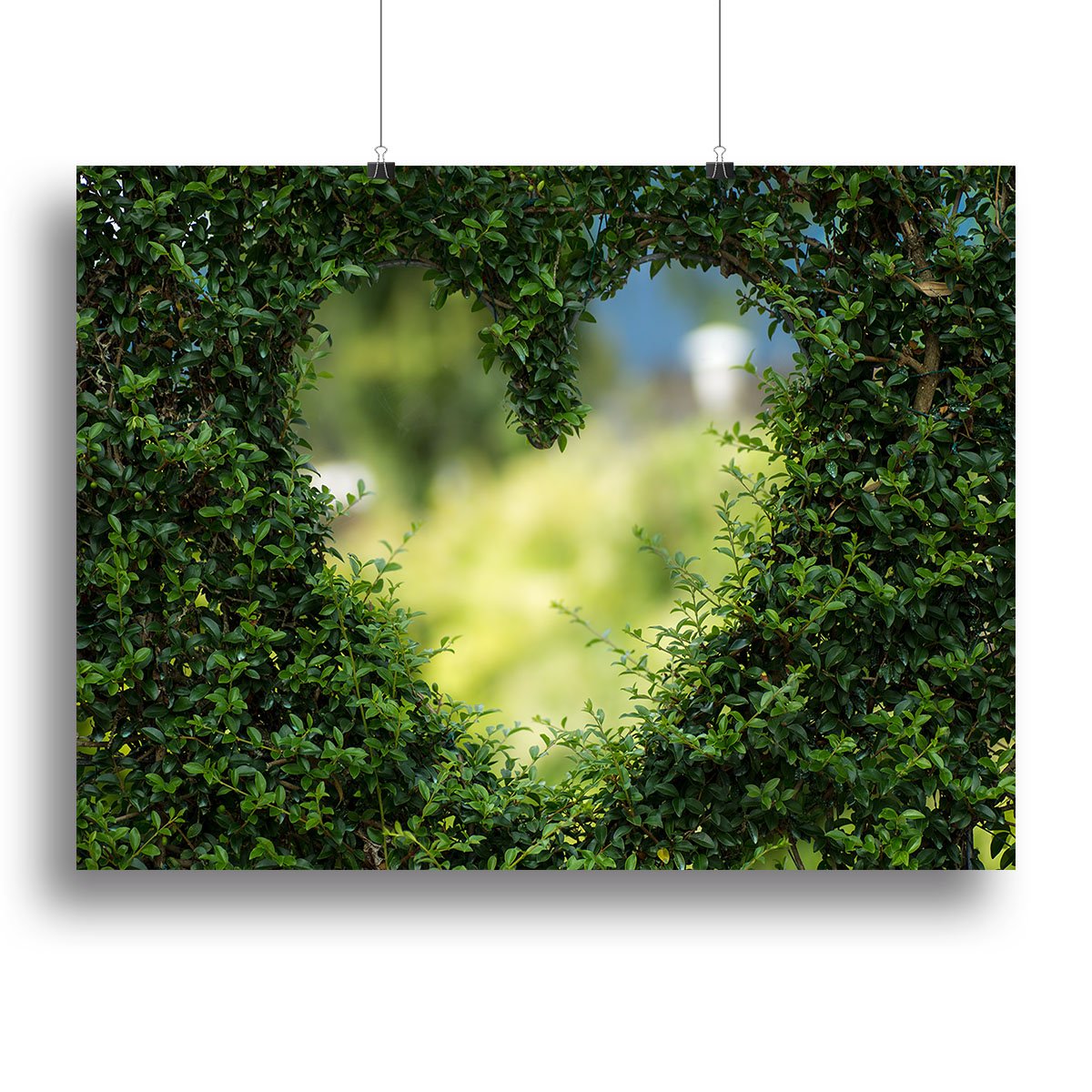 Encarved Heart In Bush Canvas Print or Poster