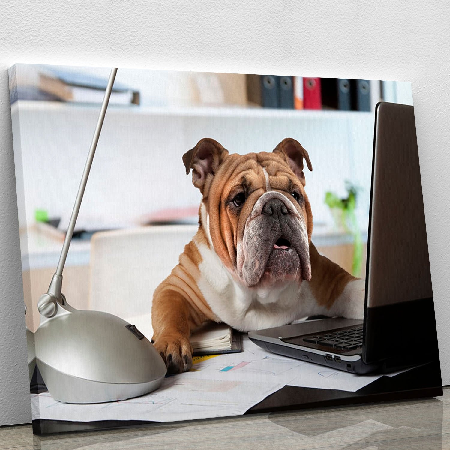English Bulldog sitting at a desk Canvas Print or Poster