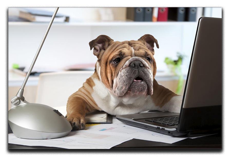 English Bulldog sitting at a desk Canvas Print or Poster - Canvas Art Rocks - 1