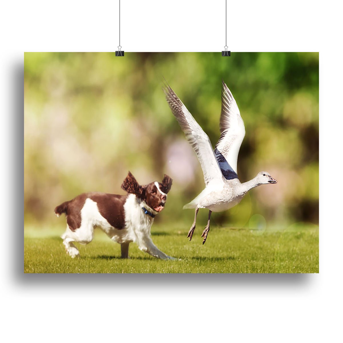English Springer Spaniel dog chasing large Snow Goose Canvas Print or Poster