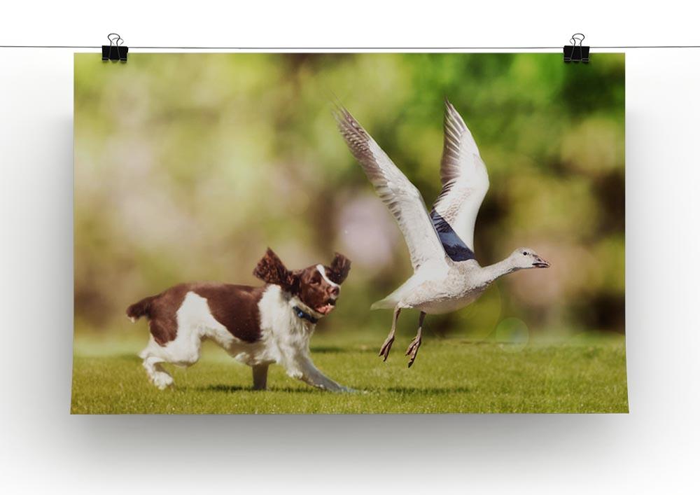 English Springer Spaniel dog chasing large Snow Goose Canvas Print or Poster - Canvas Art Rocks - 2