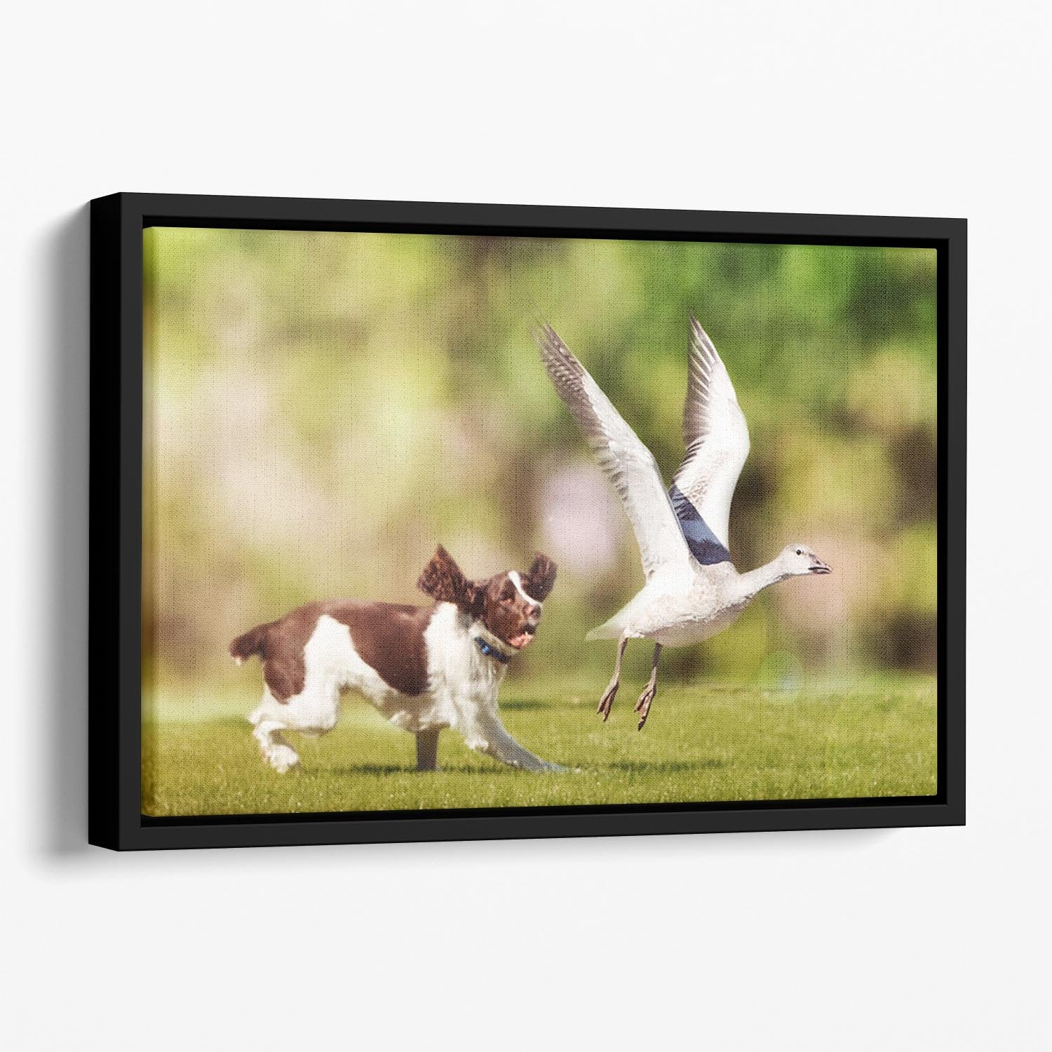English Springer Spaniel dog chasing large Snow Goose Floating Framed Canvas - Canvas Art Rocks - 1
