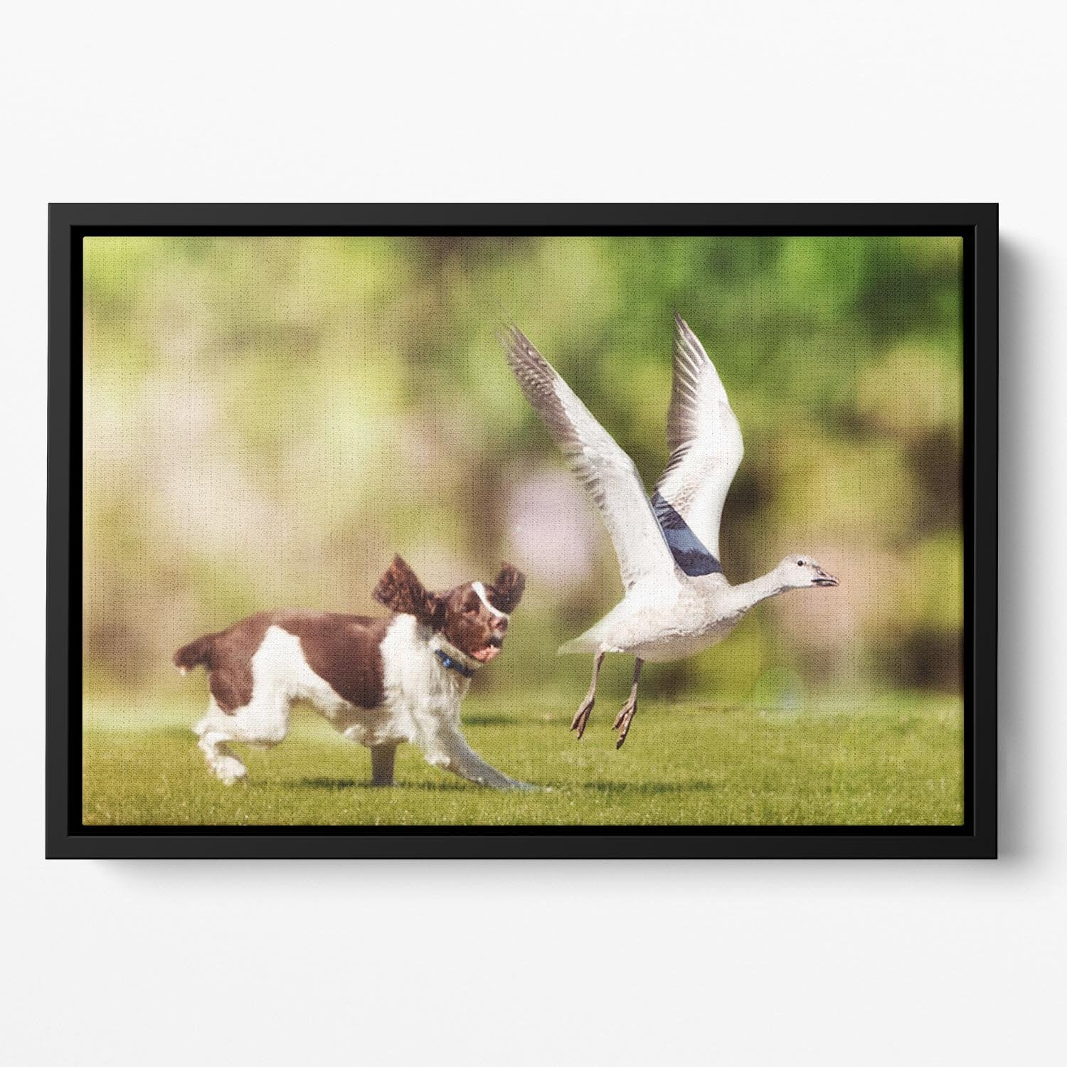 English Springer Spaniel dog chasing large Snow Goose Floating Framed Canvas - Canvas Art Rocks - 2