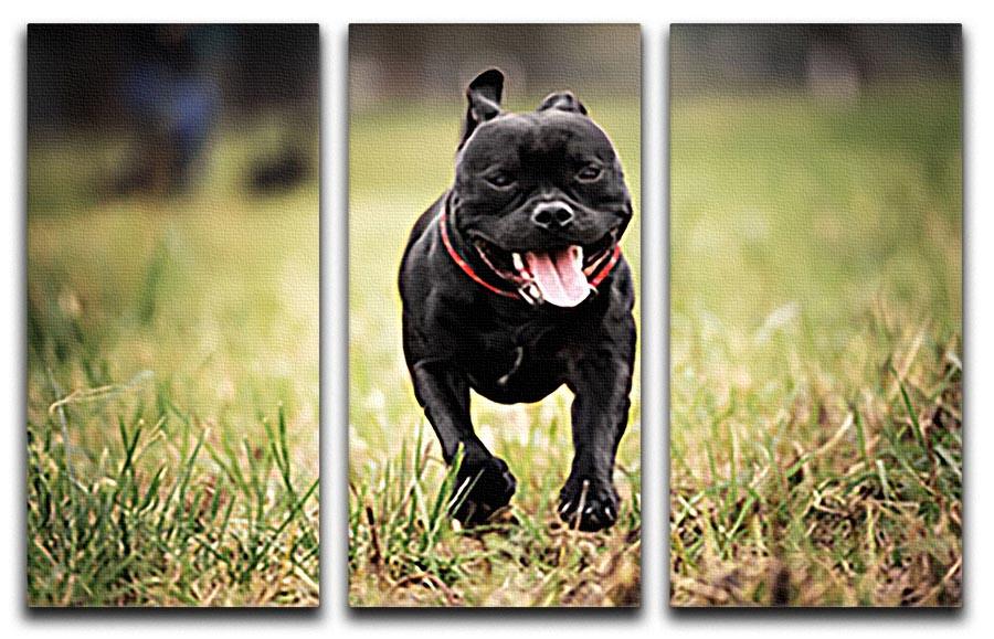 English staffordshire bull terrier running in road 3 Split Panel Canvas Print - Canvas Art Rocks - 1