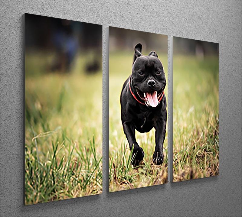 English staffordshire bull terrier running in road 3 Split Panel Canvas Print - Canvas Art Rocks - 2