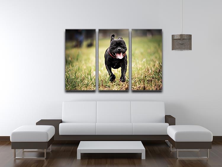 English staffordshire bull terrier running in road 3 Split Panel Canvas Print - Canvas Art Rocks - 3
