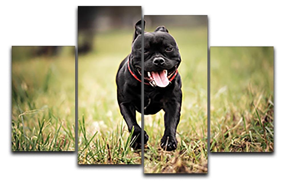 English staffordshire bull terrier running in road 4 Split Panel Canvas - Canvas Art Rocks - 1