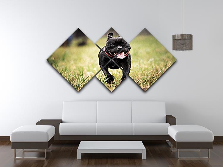 English staffordshire bull terrier running in road 4 Square Multi Panel Canvas - Canvas Art Rocks - 3