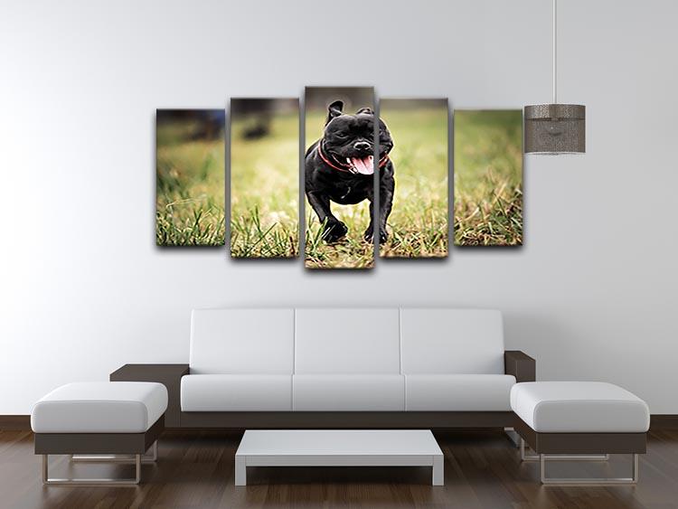 English staffordshire bull terrier running in road 5 Split Panel Canvas - Canvas Art Rocks - 3
